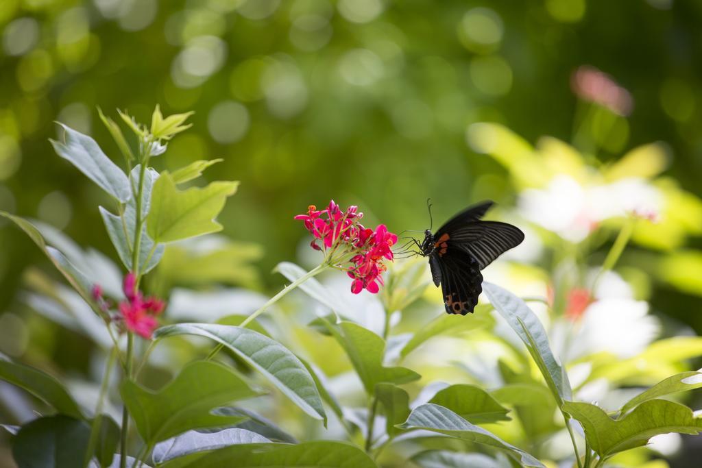 Myplace Siena Garden Resort Phu Quoc Buitenkant foto